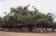 Sweta Bata - white (color fruit) Peepal tree of Shri Achyuta