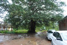 The uneven earthy Path in front of the Pothi Ashram