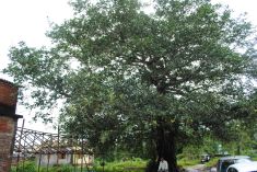 The uneven earthy Path in front of the Pothi Ashram