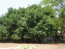 Jobra Ghat